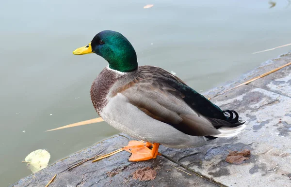 Canards Dans Lac Parc Public — Photo