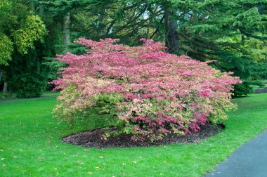 Egland sonbahar parkta. Güzel pembe yeşil ağaçların çevresinde bush
