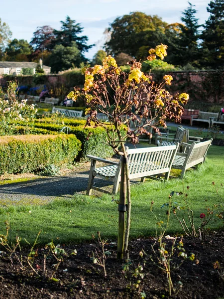 Hösten park i England. Torkade brunch. West Yorkshire. Leeds — Stockfoto