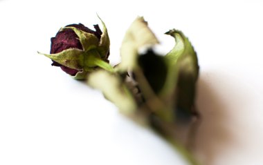 Kuru gül çiçek ile kurutulmuş yapraklar izole beyaz arka plan