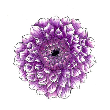 Yıldız çiçekleri beyaz arkaplanda izole edilmiş.