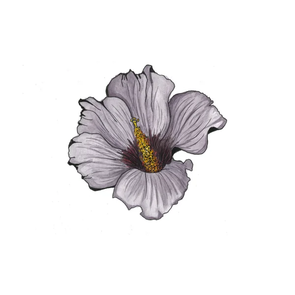 Blume. Aquarell florale illustration.watercolor Blume Hintergrund. — Stockfoto