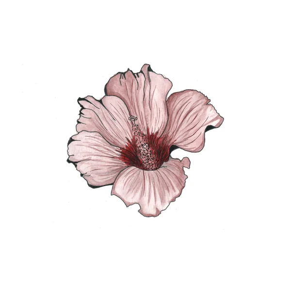 Blume. Aquarell florale illustration.watercolor Blume Hintergrund. — Stockfoto