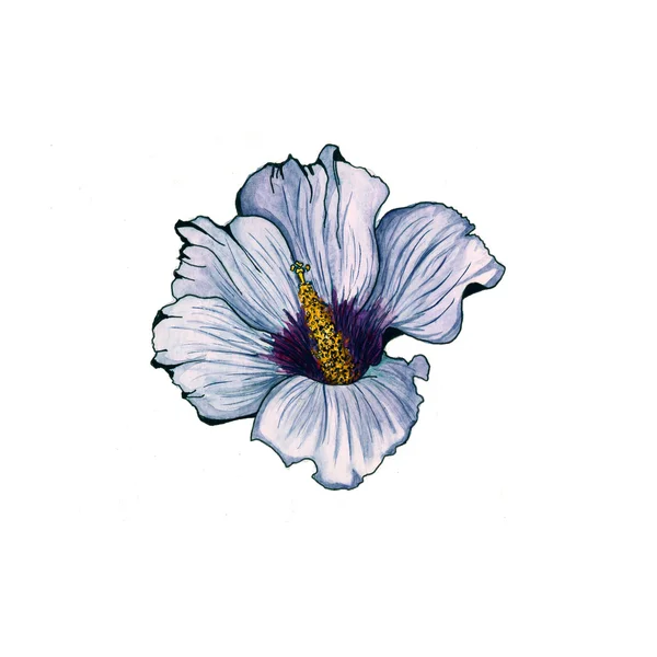 Blume. Aquarell florale illustration.watercolor Blume Hintergrund. — Stockfoto