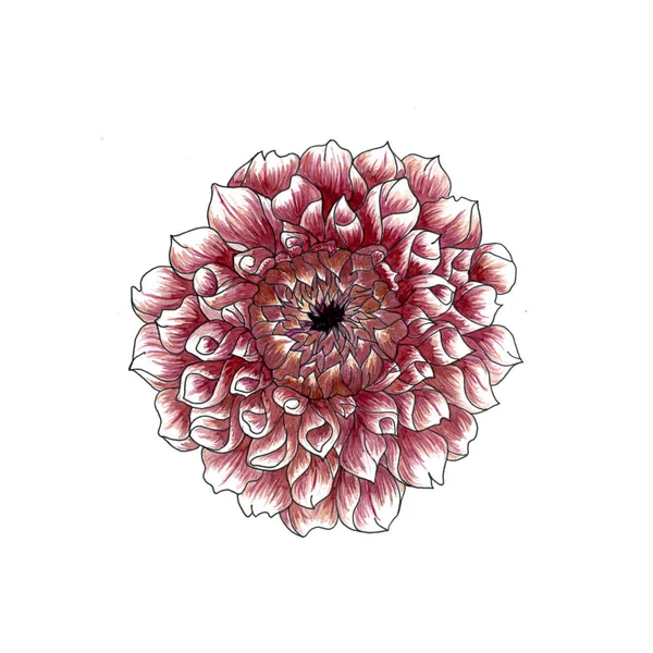 Dahlienblüten. Aquarellillustration — Stockfoto