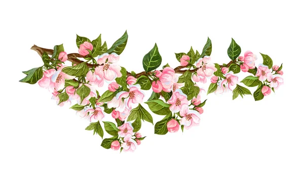 Watercolor twig of blooming apple tree. Realistic hand drawn apple branches with leaves, buds and flowers isolated on white background. For invitations, fabric, design and wedding cards.