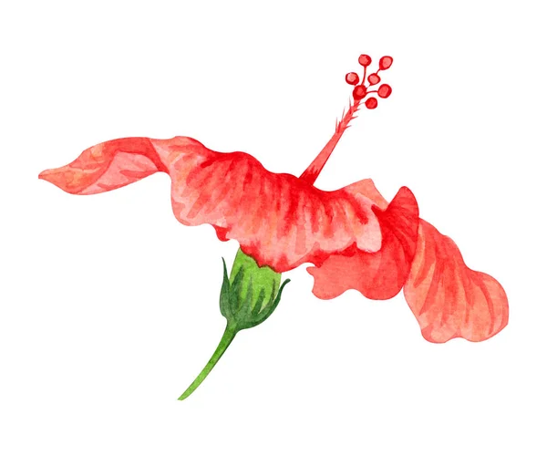 Watercolor illustration of flower of red hibiscus. Hand drawn exotic  tropical plant isolated on white background. Red hibiscus for card, invitation, design, print. — Stock Photo, Image