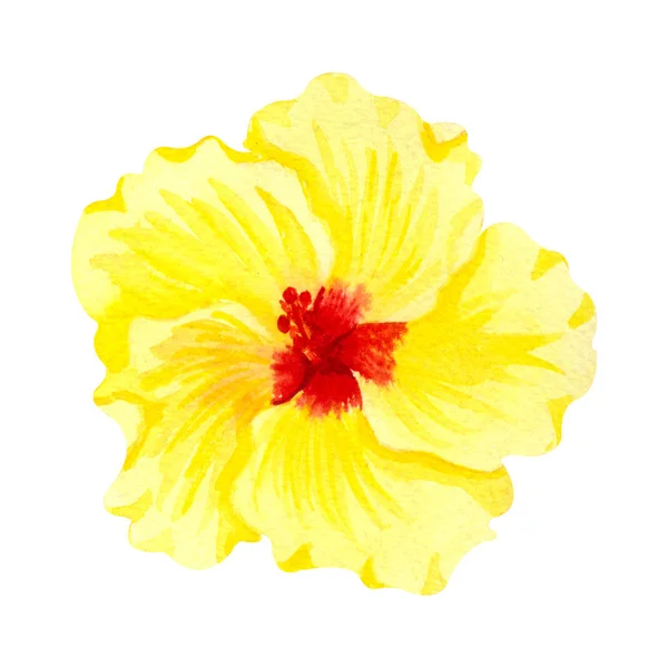 Υδατογραφία κίτρινος ιβίσκος, τροπικό λουλούδι. Χειροποίητο μεγάλο ηλιόλουστο απομονωτή λουλουδιών σε λευκό φόντο. — Φωτογραφία Αρχείου
