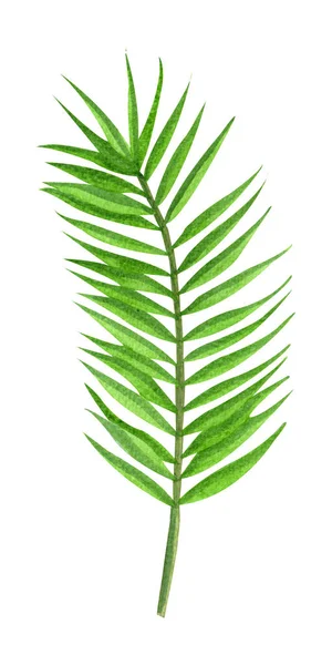 Akvarell handmålade grön banan tropisk Palm blad isolerad på en vit bakgrund. — Stockfoto