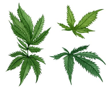 Beyaz arka planda farklı yeşil kenevir yapraklarından oluşan suluboya set. El çizimi illüstrasyon.