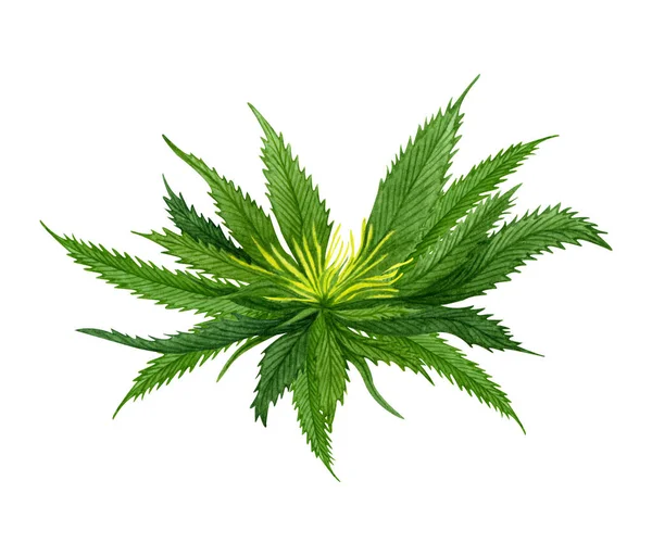 Aquarel Cannabisblad Witte Achtergrond Handgetekende Illustratie — Stockfoto