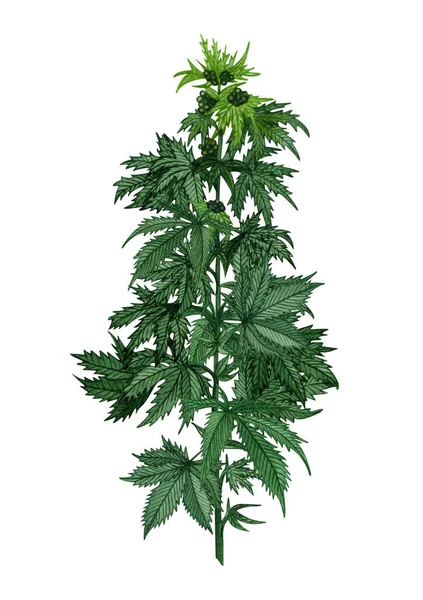 有叶子和种子的水色大麻植物 药用植物图解 手绘宝石枝条 — 图库照片