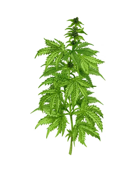 Φυτό Καννάβεως Φύλλα Και Σπόρους Εικονογράφηση Φαρμακευτικού Φυτού Χειροποίητο Κλαδί — Φωτογραφία Αρχείου