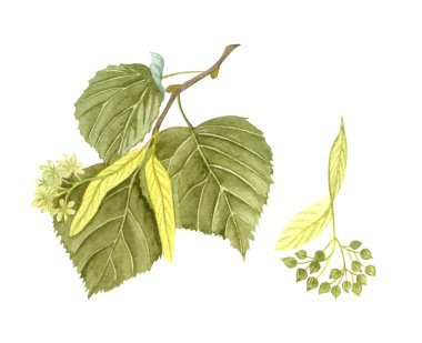 Yapraklar, çiçekler ve tohumlarla suluboya filizlenen ıhlamur dalı. Beyaz arka planda elde boyanmış çiçek çizimi. Bal otu..