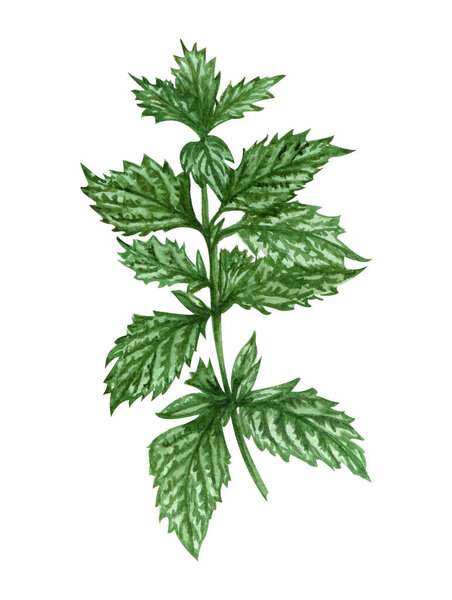 Watercolor lemon balm mint twig. Hand drawn herbal illustration isolated on white background. Honey herb.