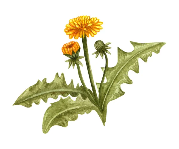 Νερό Πικραλίδα Άνοιξη Φυτό Κίτρινα Λουλούδια Και Μπουμπούκια Χειροποίητη Απεικόνιση — Φωτογραφία Αρχείου