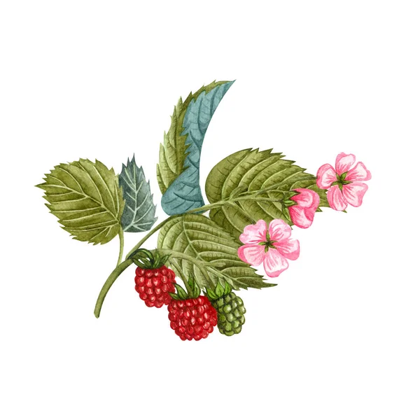 Watercolor Blooming Raspberry Branch Flowers Berries Green Leaves Hand Painted — Stock Photo, Image