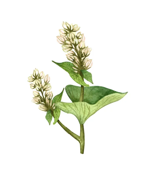 有白色花朵的水色荞麦植物 白荞麦在白色背景上的手绘插图 蜂蜜药草 — 图库照片