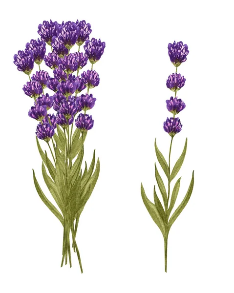 Aquarel Lavendel Boeket Enkele Lavendel Bloemen Met Hand Getekende Bloemen — Stockfoto