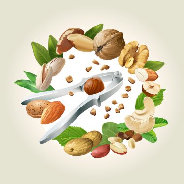 Fındıkkıran ve fındık vektör çizimi