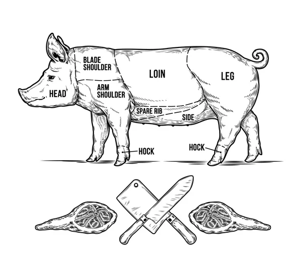 Vektor ilustrasi dari babi - Stok Vektor