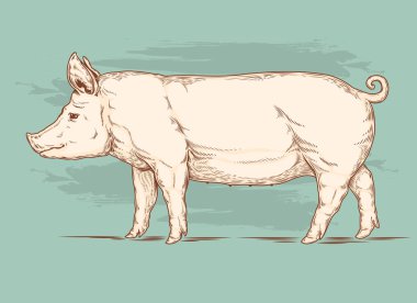 Vector illustration of a pig clipart