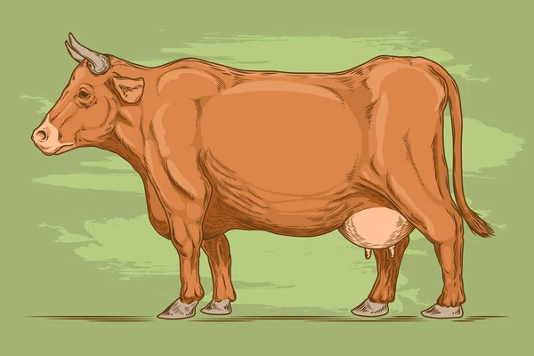 Vektorové ilustrace retro krávy. — Stockový vektor