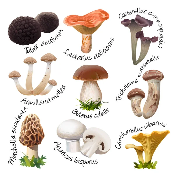 Collection of various species  edible mushrooms — Stock Vector