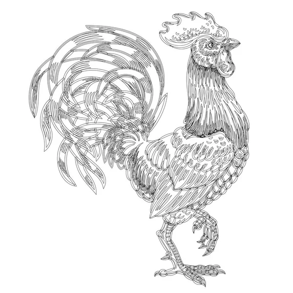Vector ilustración de una polla . — Archivo Imágenes Vectoriales