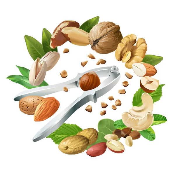 Illustration vectorielle du casse-noix et des noix — Image vectorielle