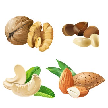 Fındık Vector Icons set