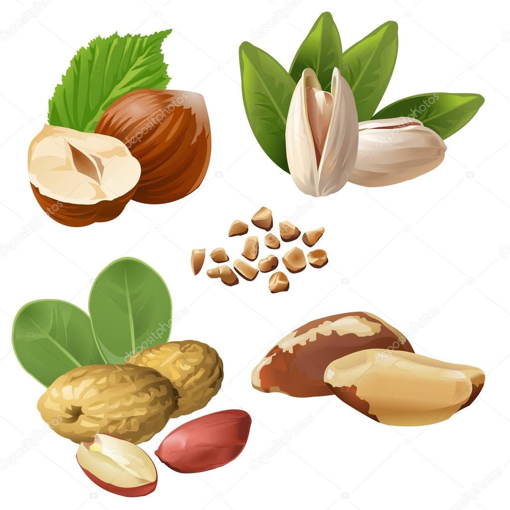 Set of vector icons of nuts - hazelnuts, brazil nuts, peanuts, pistachio and ground nuts isolated on white