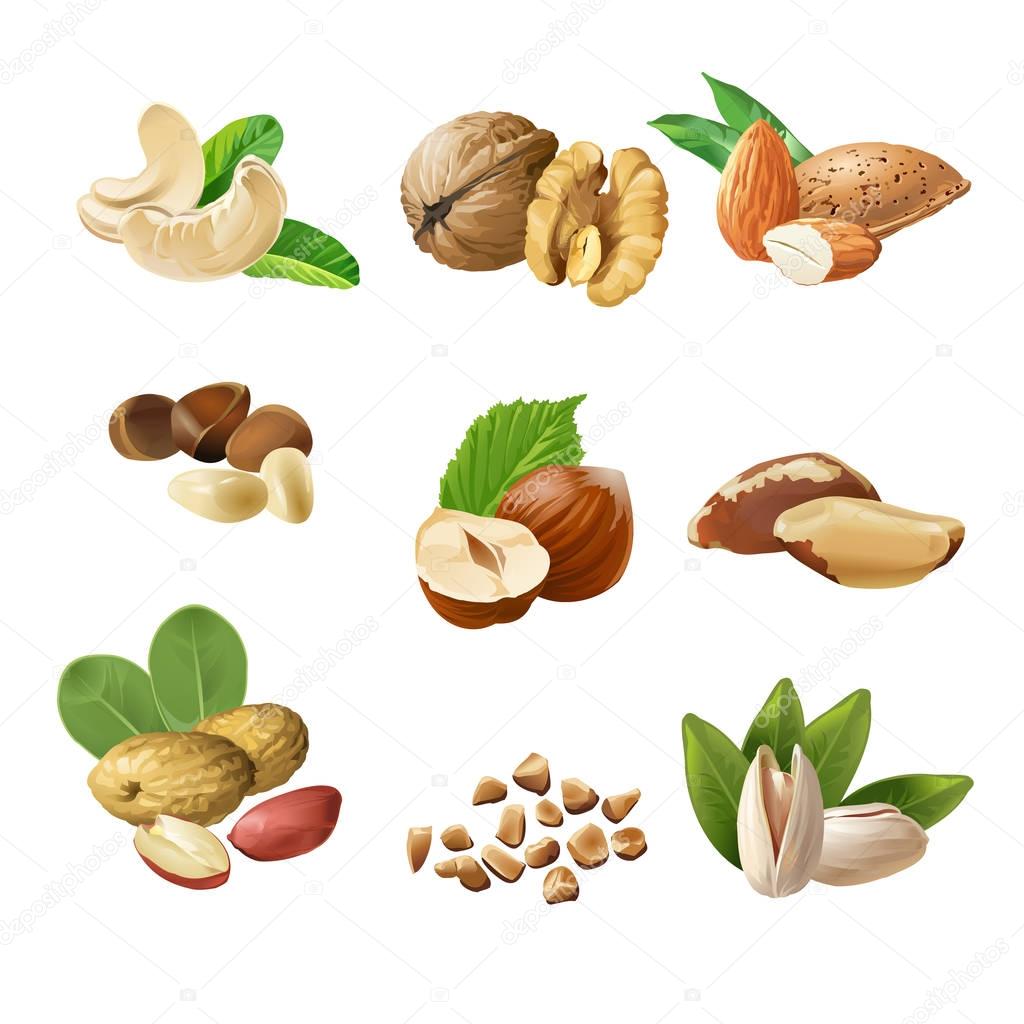 Set of icons of nuts - cashews, walnuts, almonds, pine nuts, hazelnuts, brazil nuts peanuts pistachio