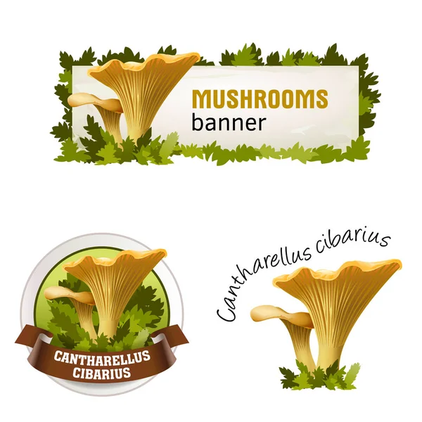 Conjunto de banner vetor de cogumelo, crachá, adesivo, ícone com chanterelles —  Vetores de Stock