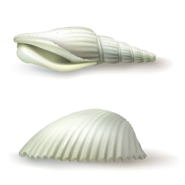 Vektor illustration, emblem, klistermärken, seashell i realistisk stil — Stock vektor