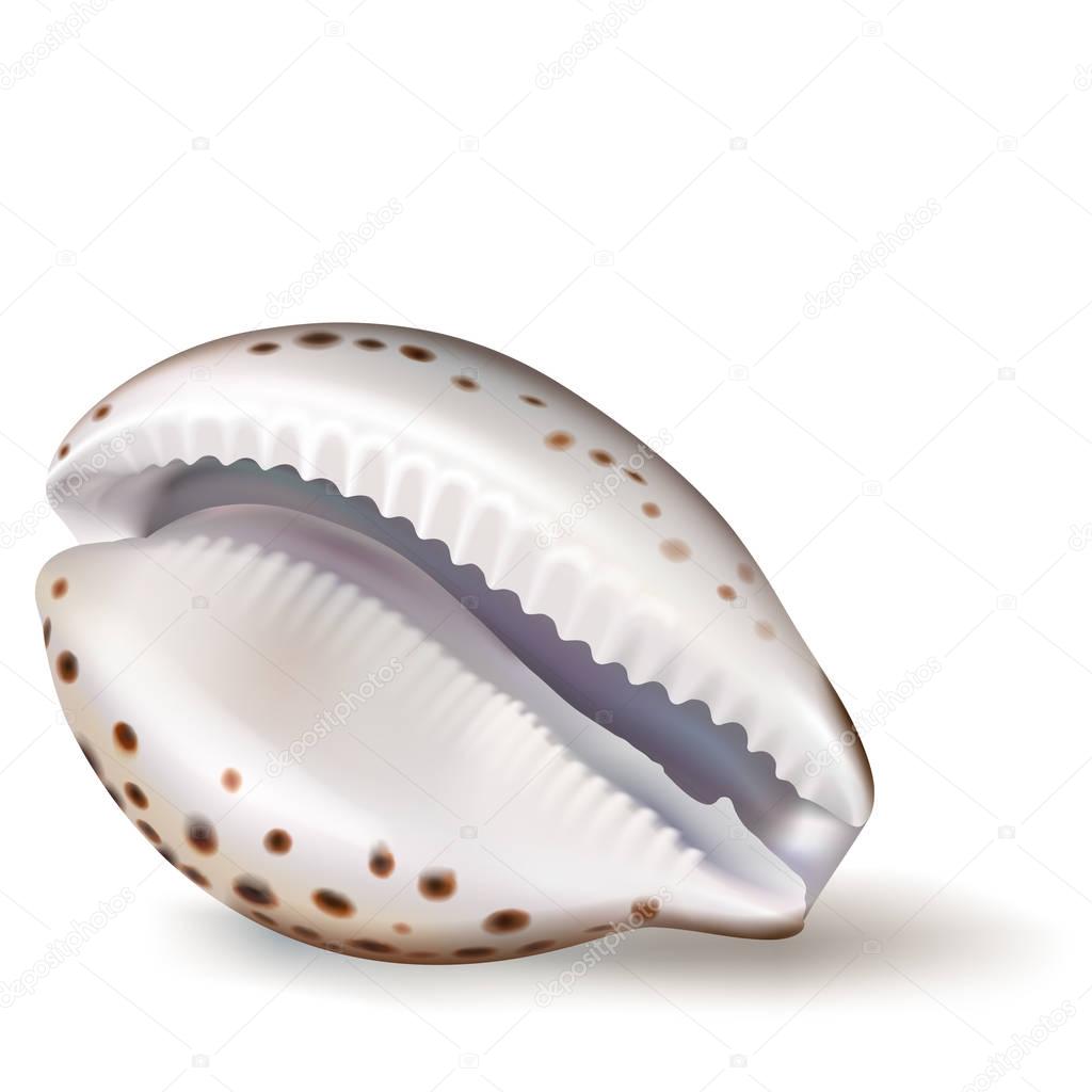 Vector illustration, badges, stickers, seashell cowrie in realistic style