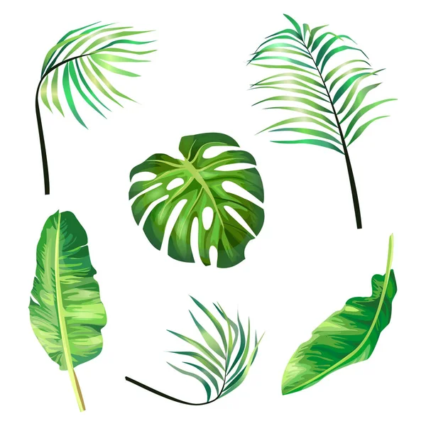 Uppsättning av botaniska vektor illustrationer av tropisk palm lämnar i en realistisk stil. — Stock vektor