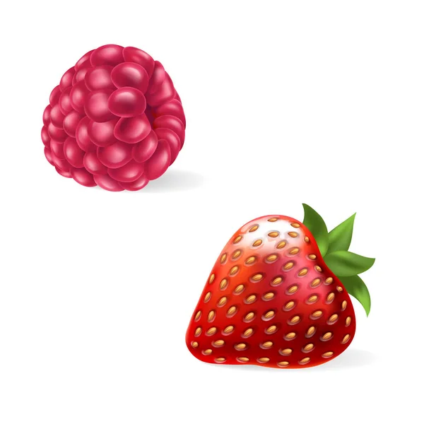 Illustration vectorielle d'une framboise juteuse et d'une fraise avec tige isolée sur blanc . — Image vectorielle