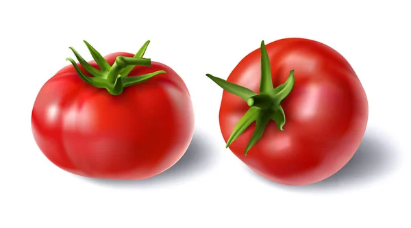 Vektor-Illustration eines realistischen Stils von roten frischen Tomaten mit grünen Stielen — Stockvektor