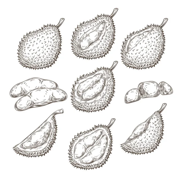 Conjunto de ilustraciones vectoriales, iconos de un fruto duriano — Archivo Imágenes Vectoriales