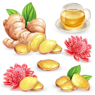 Set vector illustration of a fresh ginger root, sliced, flower and ginger tea. clipart