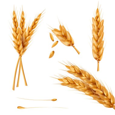 Vektör çizimler buğday spikelets, tahıl, beyaz arka plan üzerinde izole buğday sheaves kümesi.