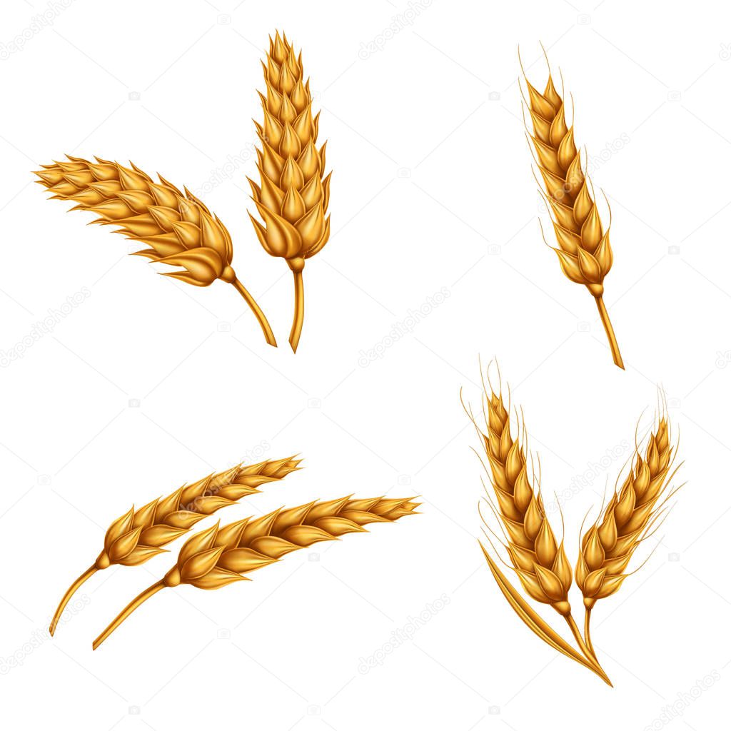 Set of vector illustrations of wheat spikelets, grains, sheaves of wheat isolated on white background.