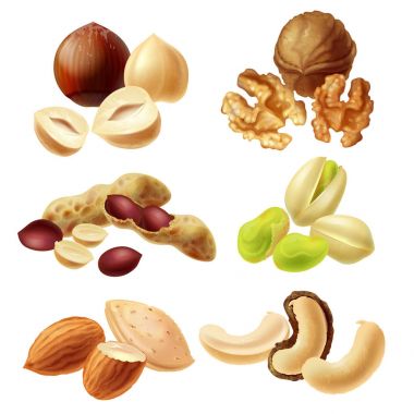 Farklı fındık gerçekçi vektör set