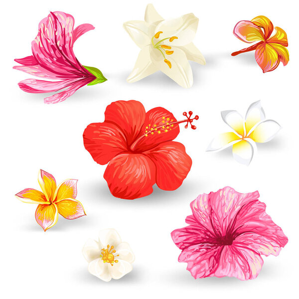 Set of vector illustrations of tropical hibiscus flowers.