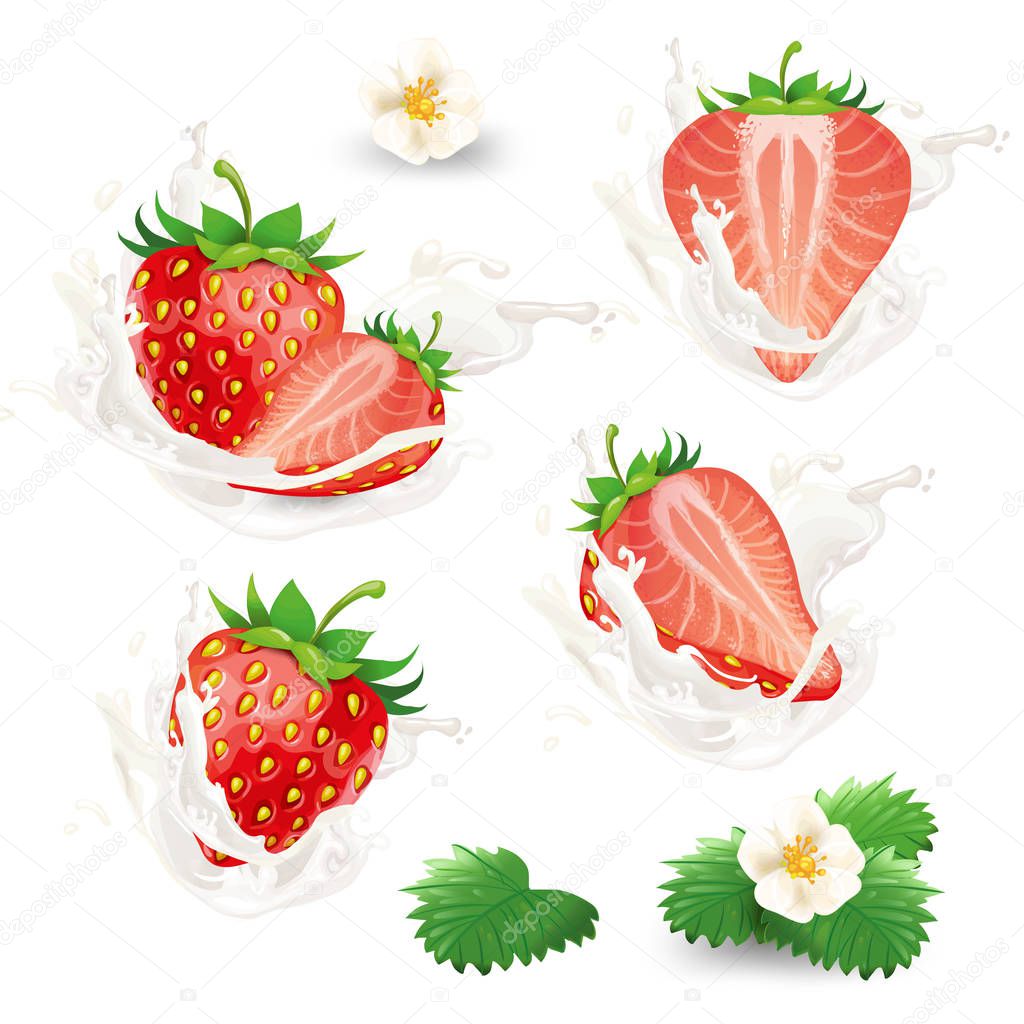 Vector set of whole and half strawberries with flowers, leaves and cream, milk or yogurt splash.