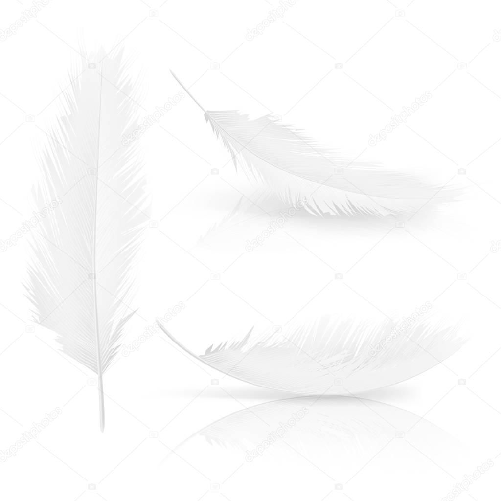 Vector realisitc 3d white bird, angel feathers set