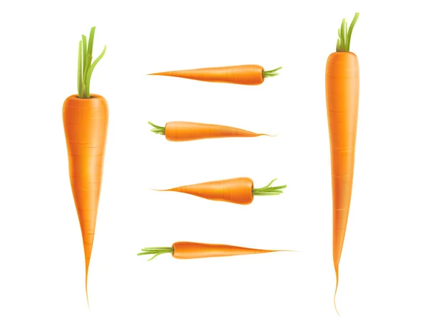 Conjunto foto-realista de zanahoria vectorial aislado — Vector de stock