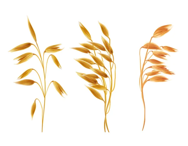 Realistiska havre öron med seads, korn, spannmål — Stock vektor