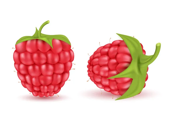 Vektor merah masak raspberry, buah berry musim panas - Stok Vektor